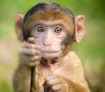 ouchmonkey's Avatar